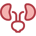 kidneys kidneys
