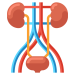 nephrologist